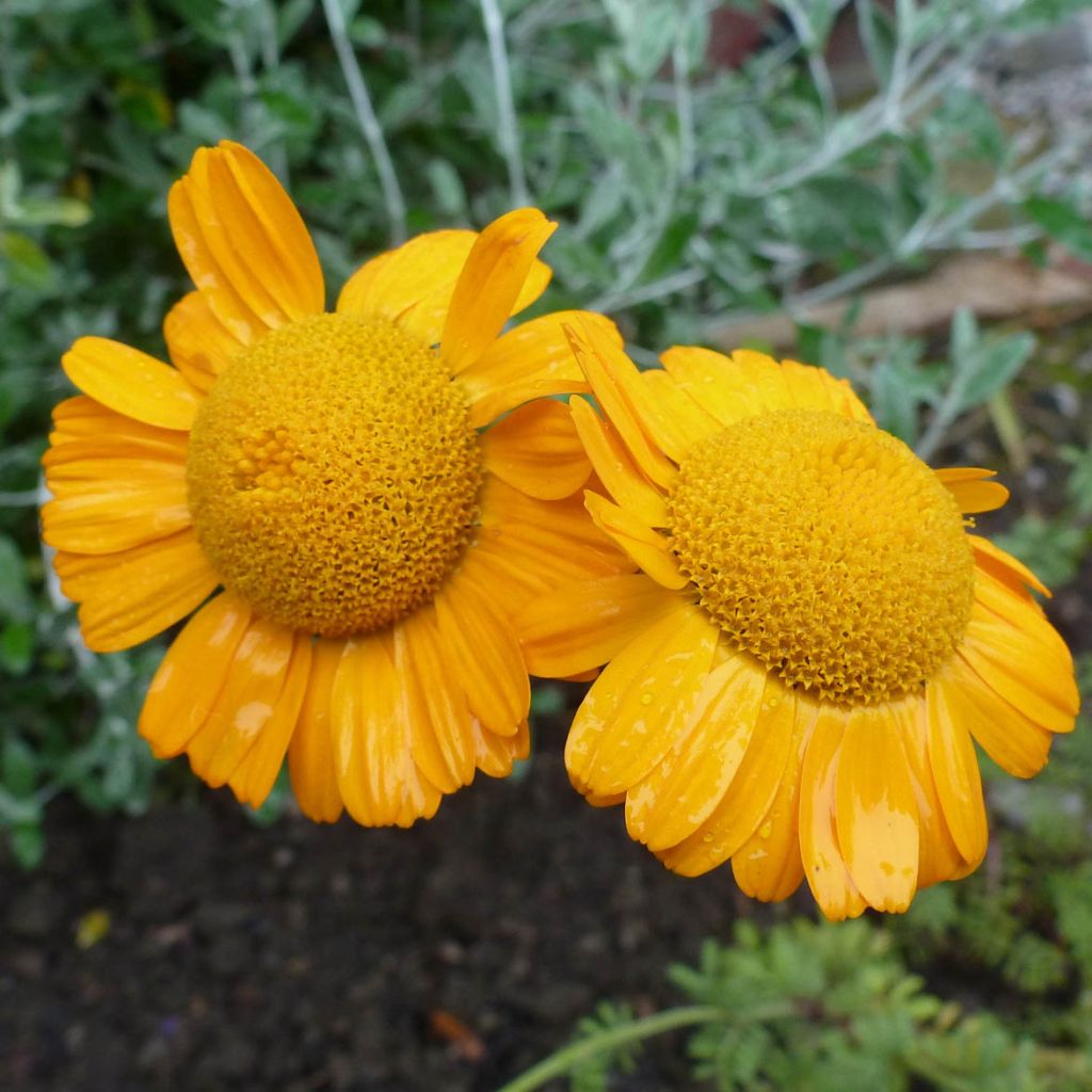 Anthemis sancti-johannis