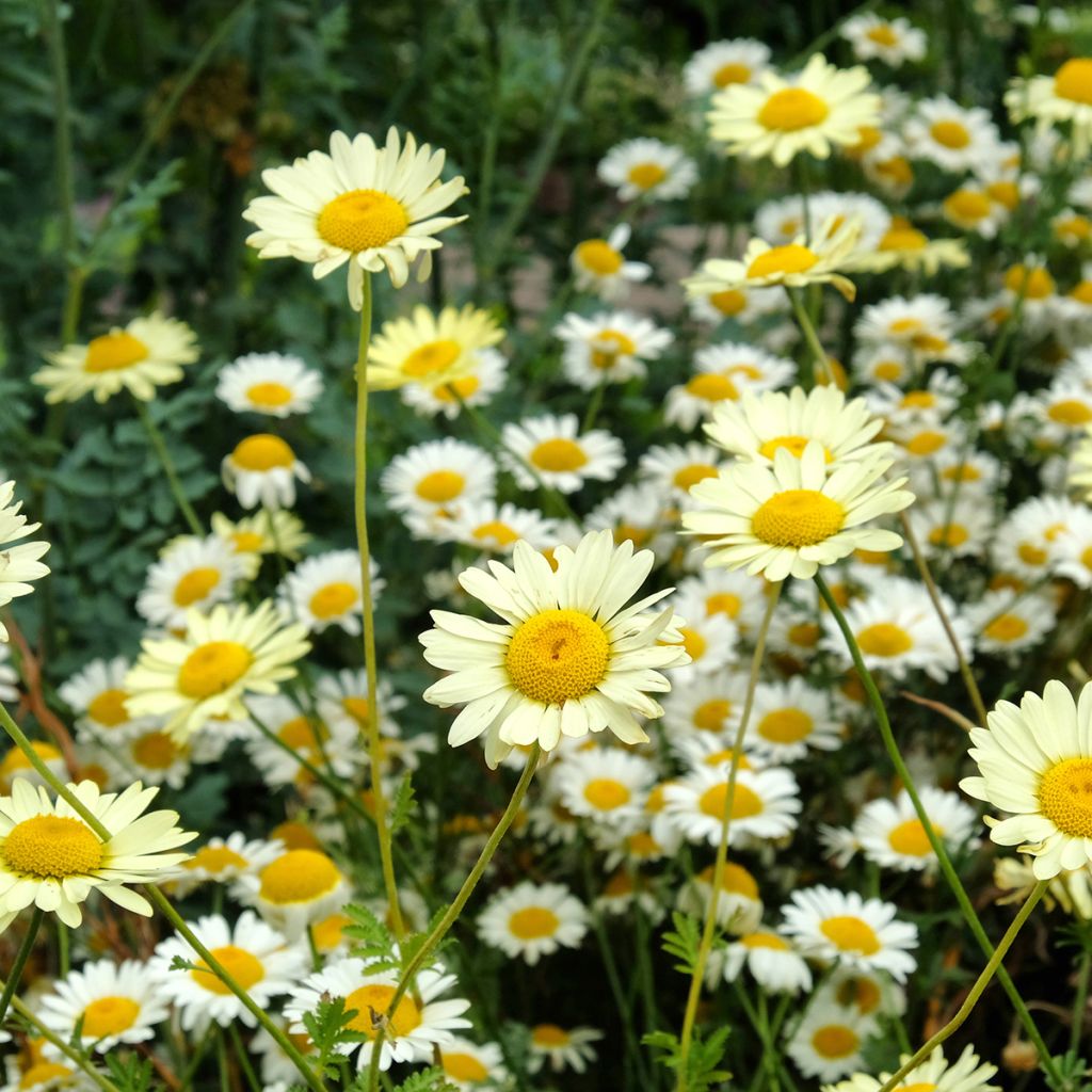 Anthemis tinctoria Sauce Hollandaise - Camomilla dei tintori
