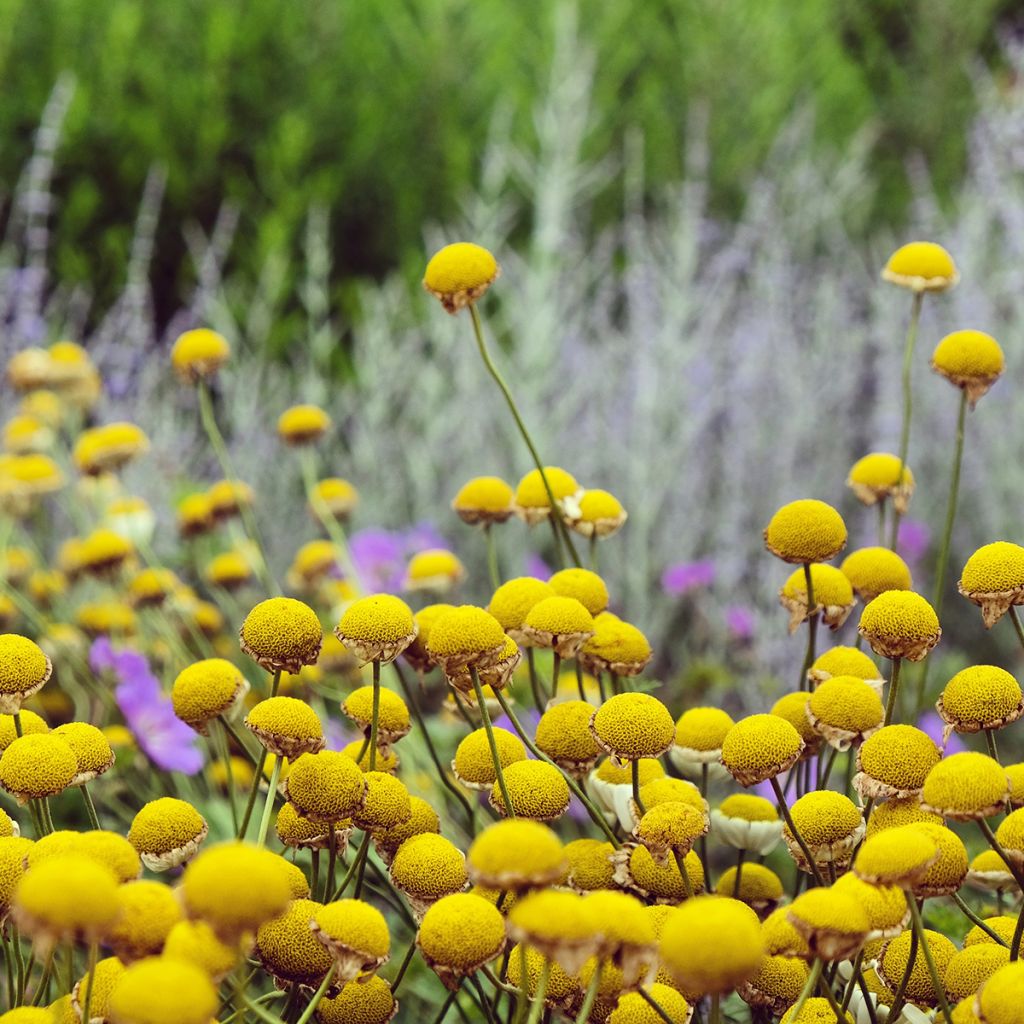 Anthemis tinctoria Sauce Hollandaise - Camomilla dei tintori