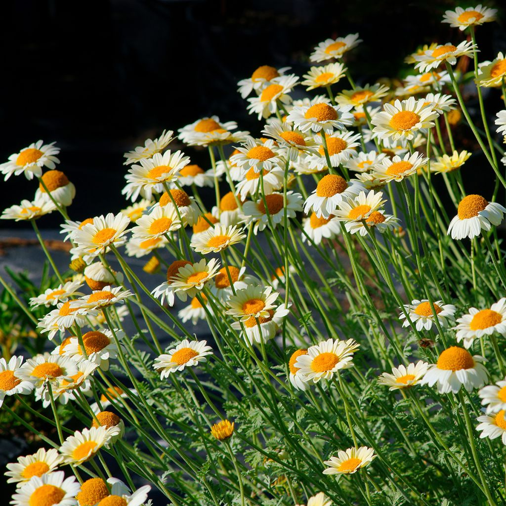 Anthemis tinctoria Sauce Hollandaise - Camomilla dei tintori