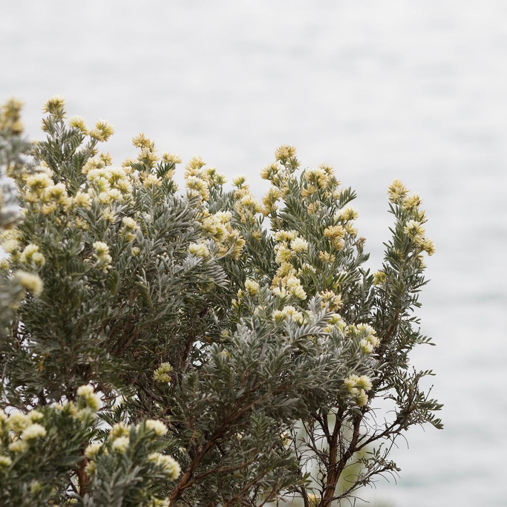 Anthyllis barba-jovis - Barba di Giove