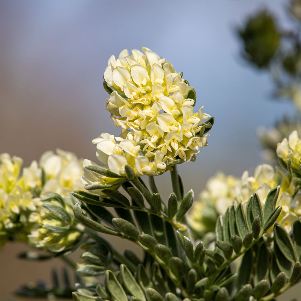 Anthyllis barba-jovis - Barba di Giove