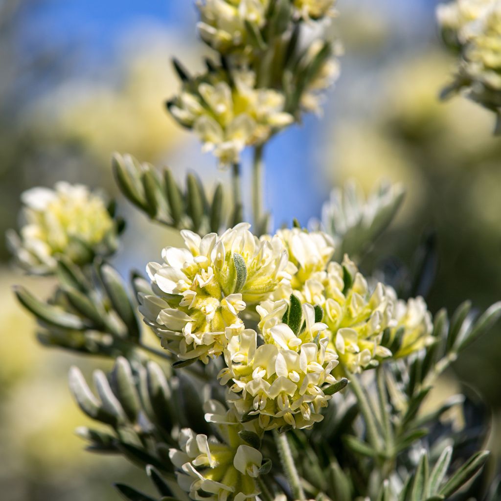 Anthyllis barba-jovis - Barba di Giove