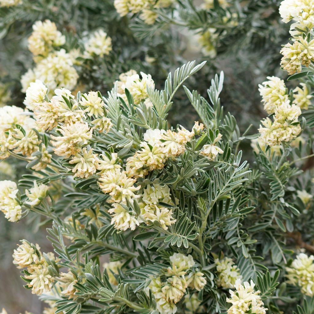 Anthyllis barba-jovis - Barba di Giove