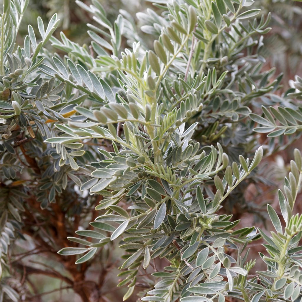 Anthyllis barba-jovis - Barba di Giove