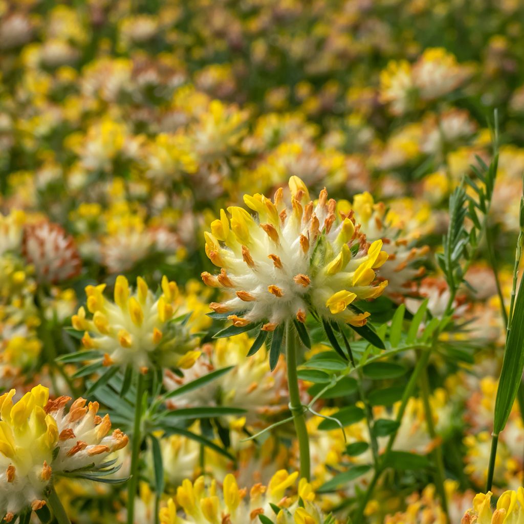 Anthyllis vulneraria - Vulneraria comune