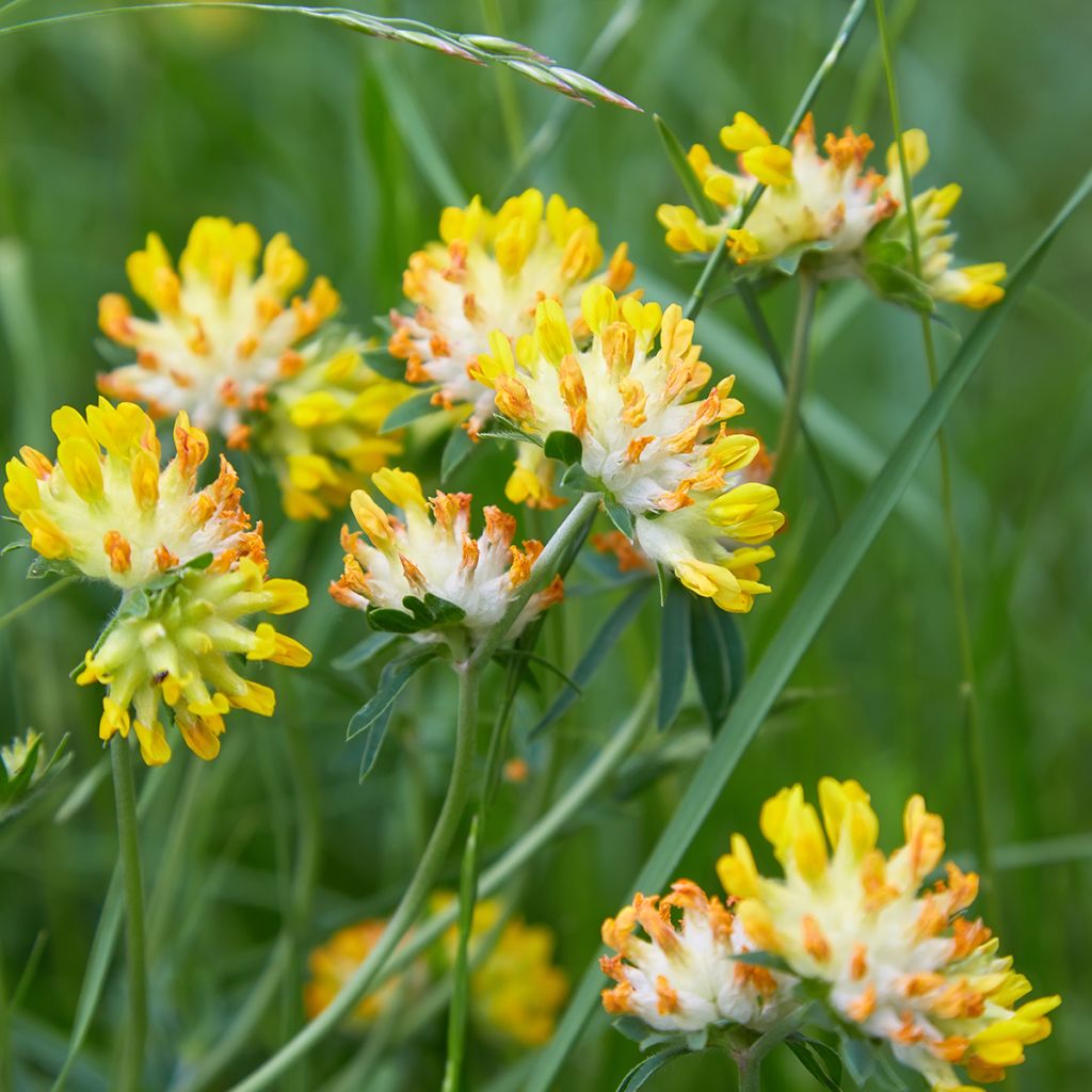 Anthyllis vulneraria - Vulneraria comune
