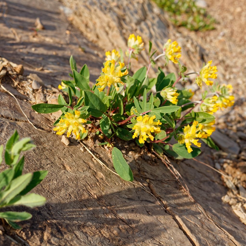 Anthyllis vulneraria - Vulneraria comune