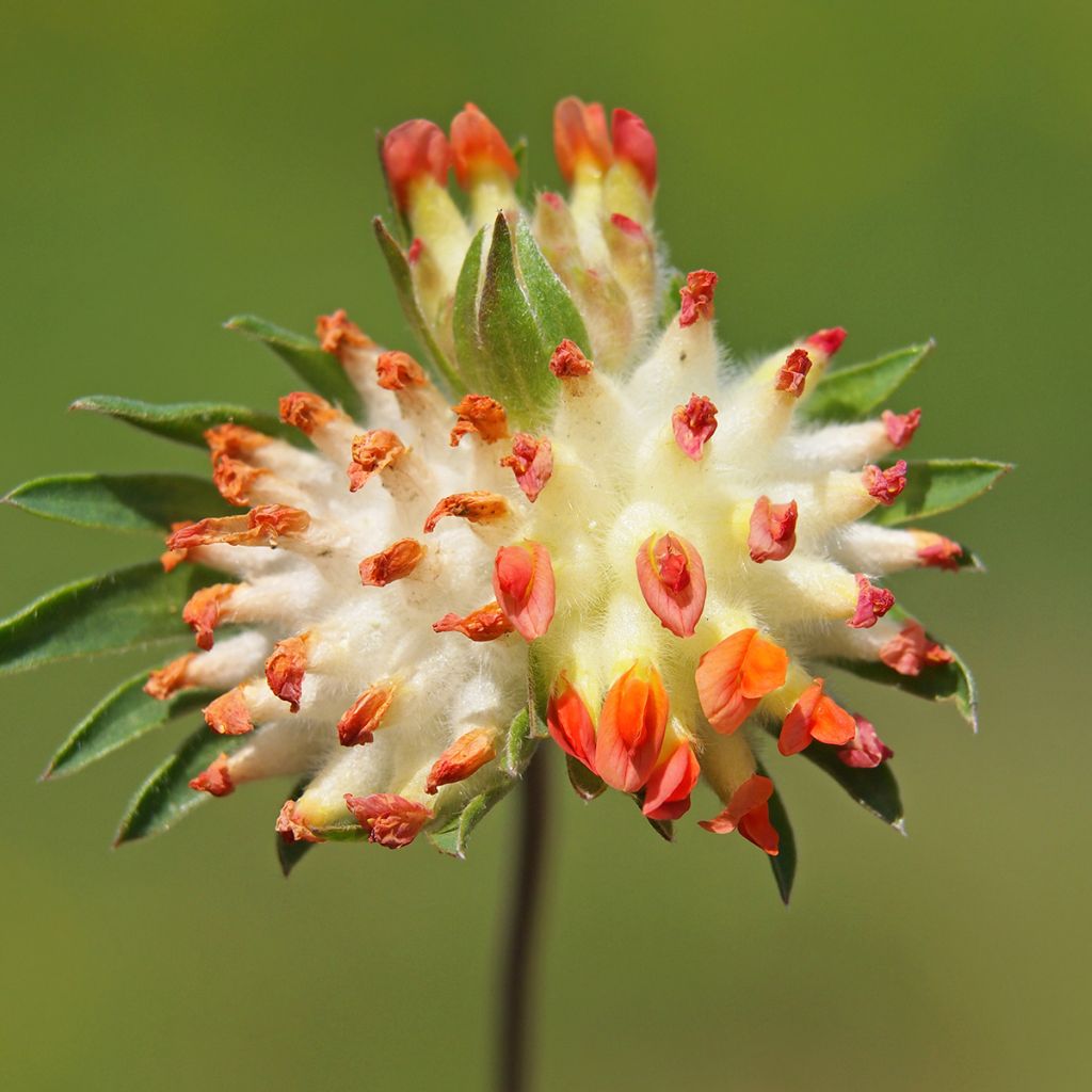Anthyllis vulneraria var. coccinea - Vulneraria comune