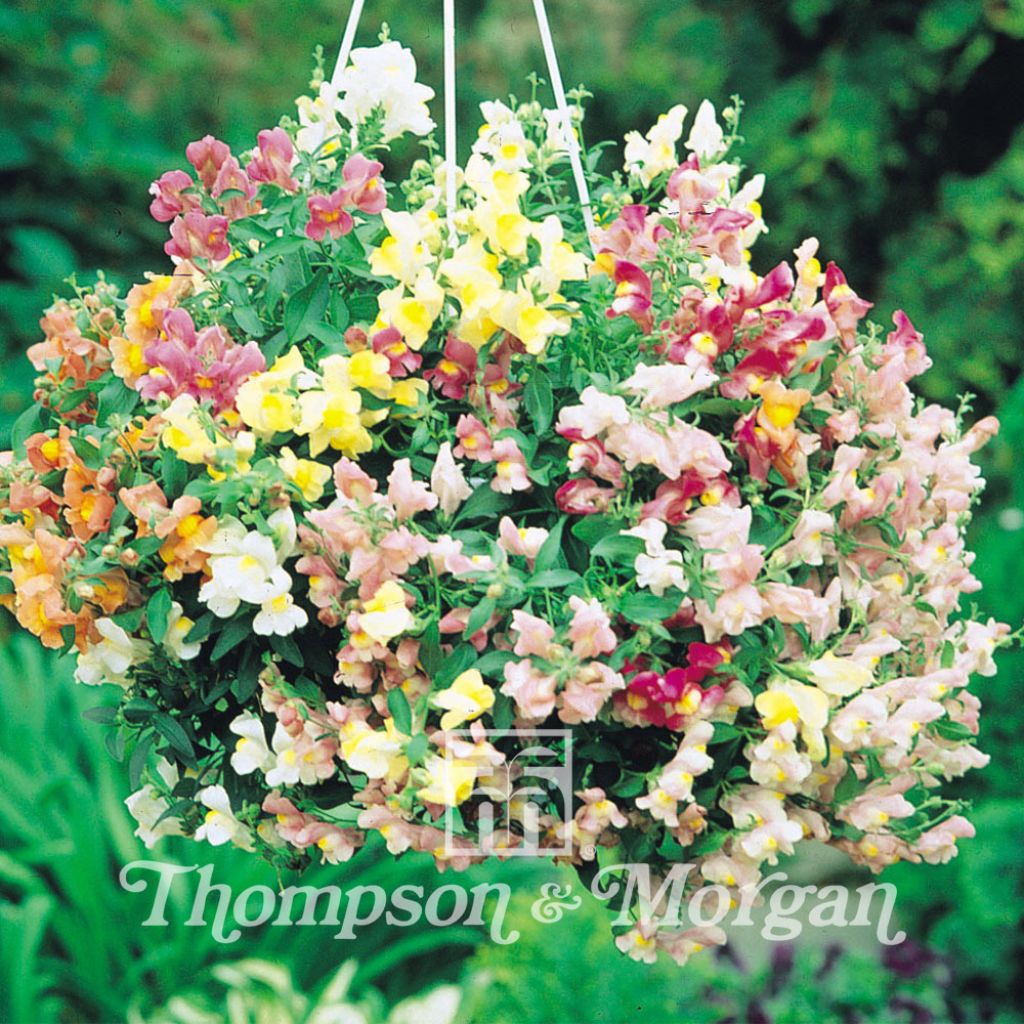 Graines de Muflier nain hybride Chinese Lanterns F1- Antirrhinum majus