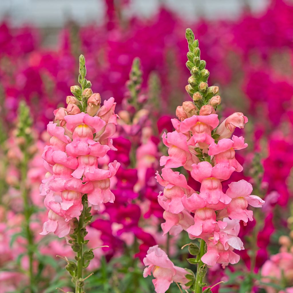 Bocca di leone Pretty in Pink