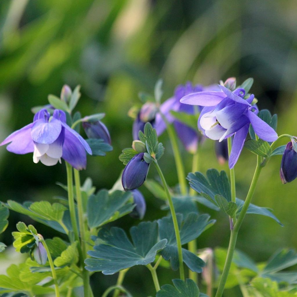 Aquilegia flabellata Cameo Blue and White