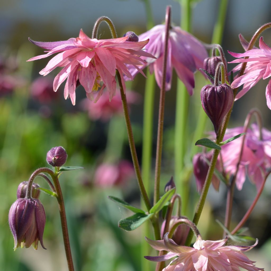 Aquilegia vulgaris var. stellata Rose Barlow