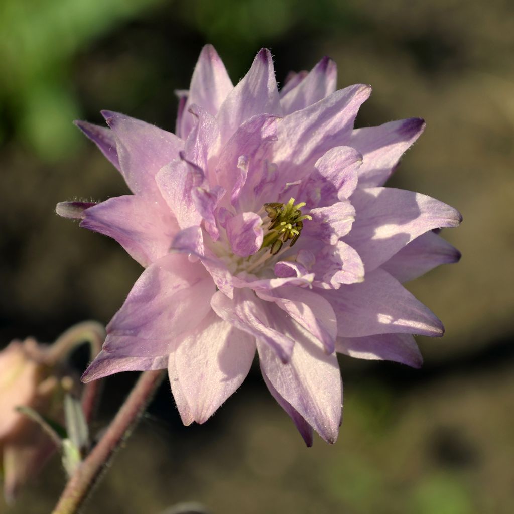 Aquilegia vulgaris var. stellata Rose Barlow