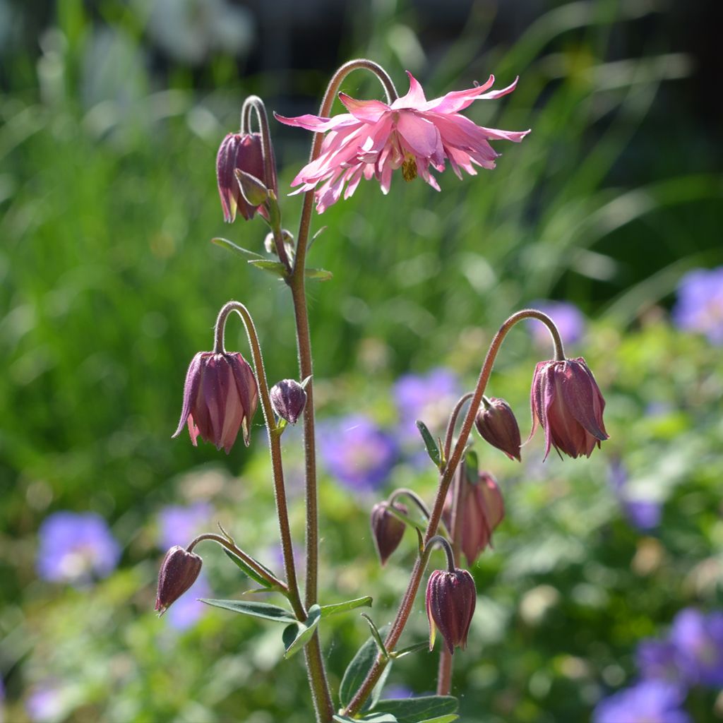 Aquilegia vulgaris var. stellata Rose Barlow