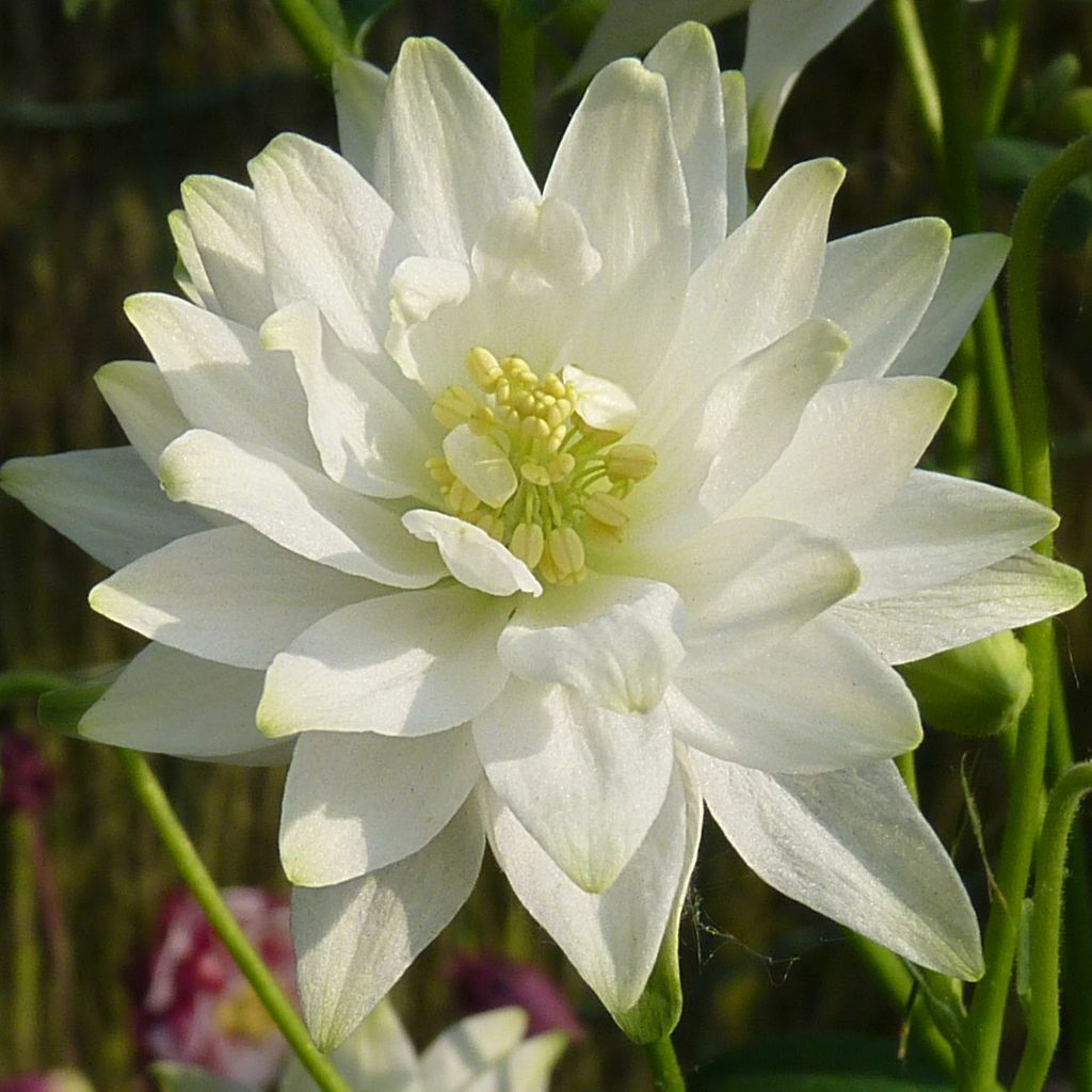 Ancolie commune hybride- Aquilegia vulgaris var. stellata White Barlow