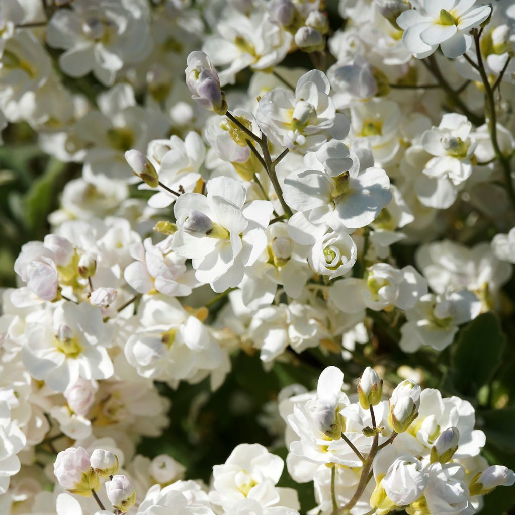 Arabis caucasica Plena
