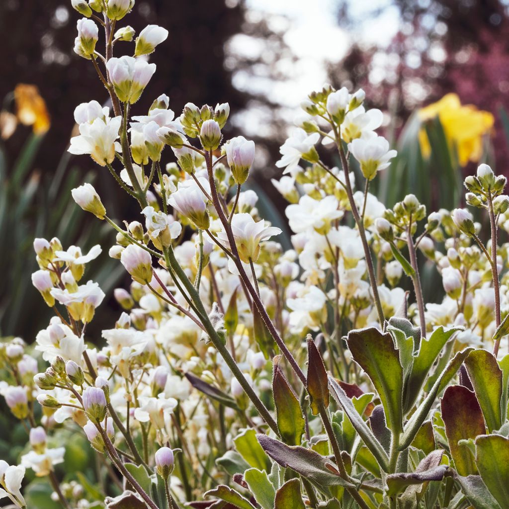 Arabis caucasica Plena