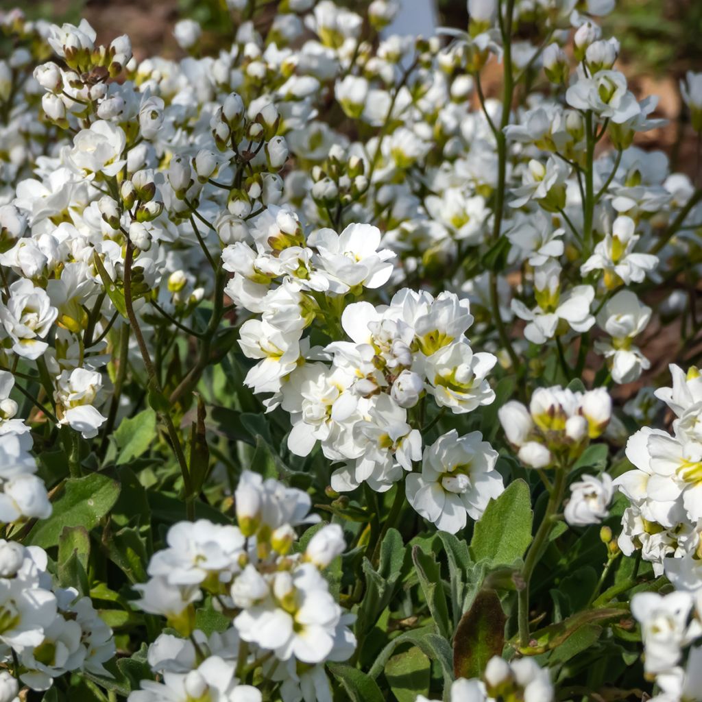 Arabis caucasica Plena