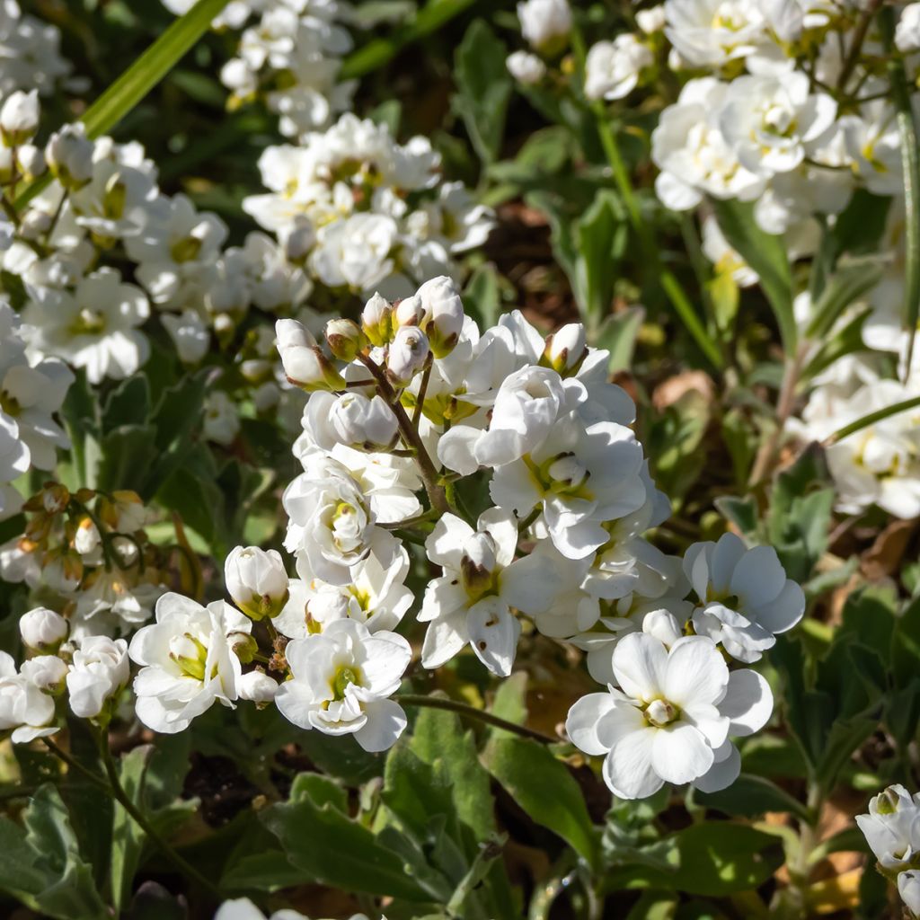 Arabis caucasica Plena