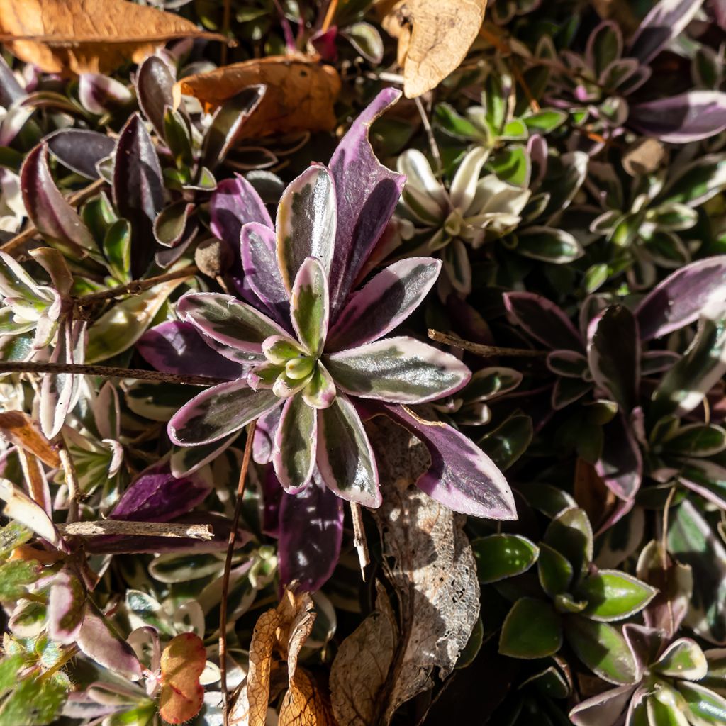 Arabis ferdinandi-coburgii Variegata