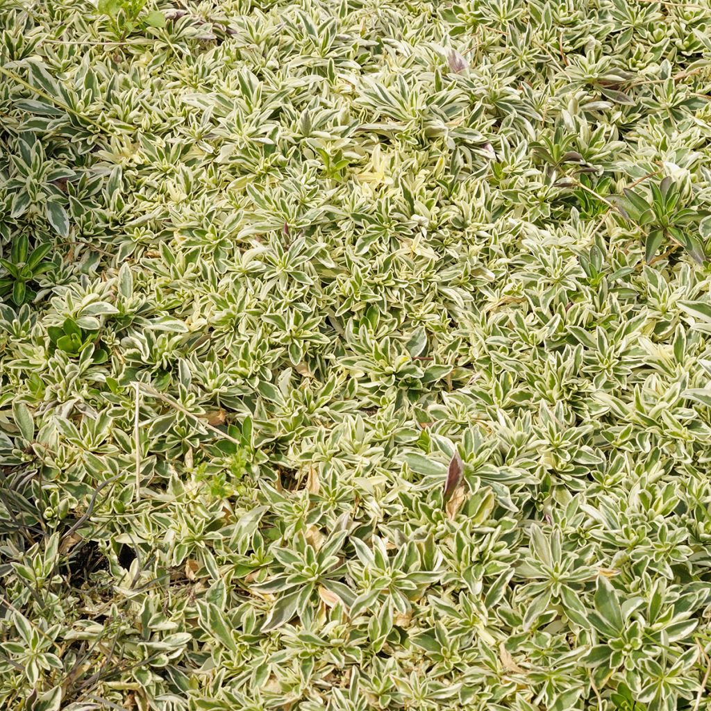 Arabis ferdinandi-coburgii Variegata