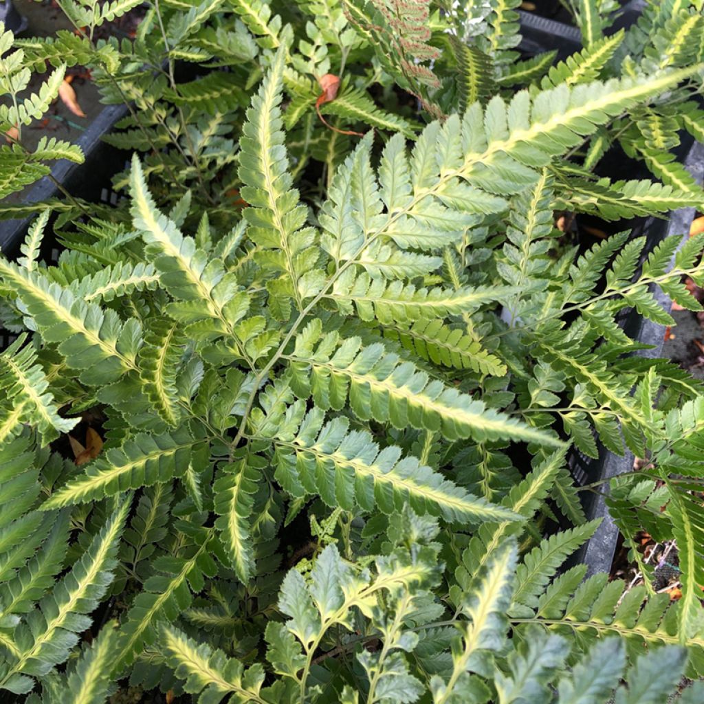 Arachniodes simplicior - Felce