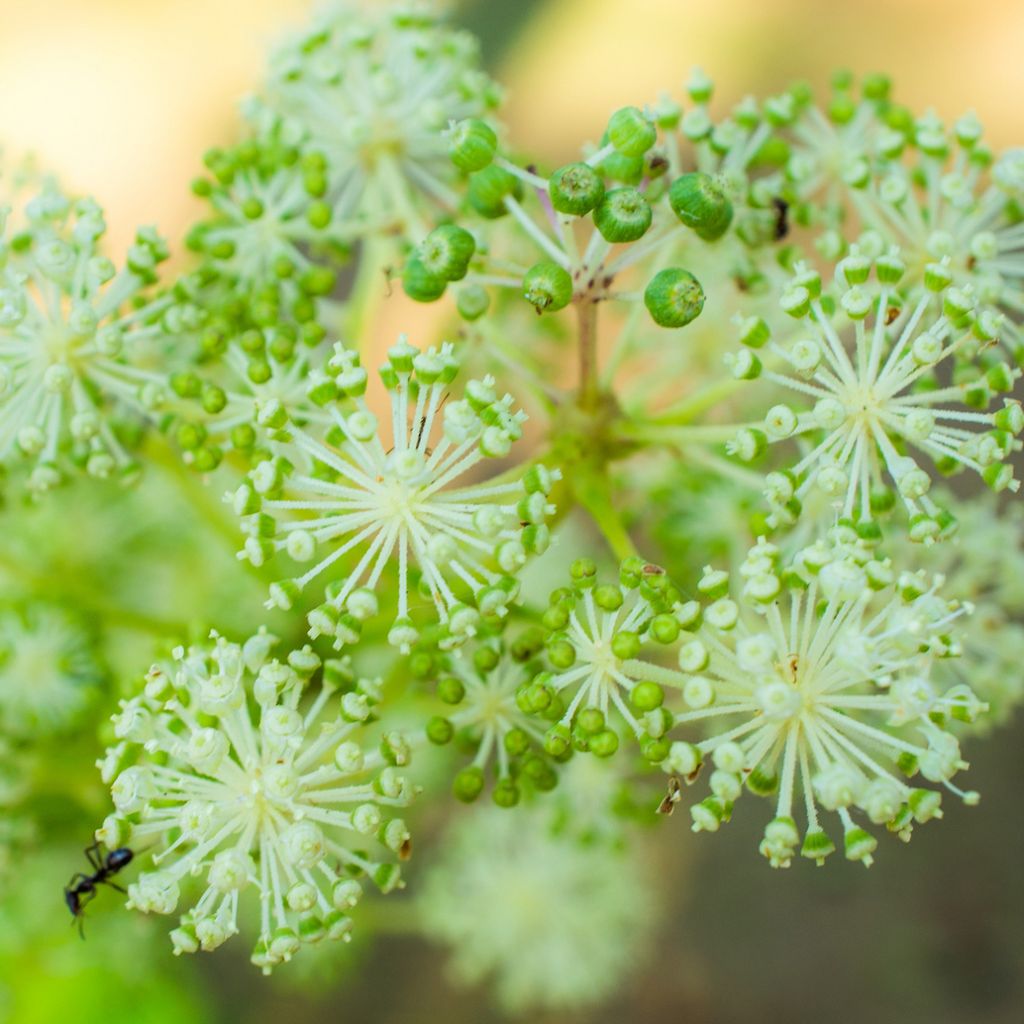 Aralia cordata Sun King - Udo