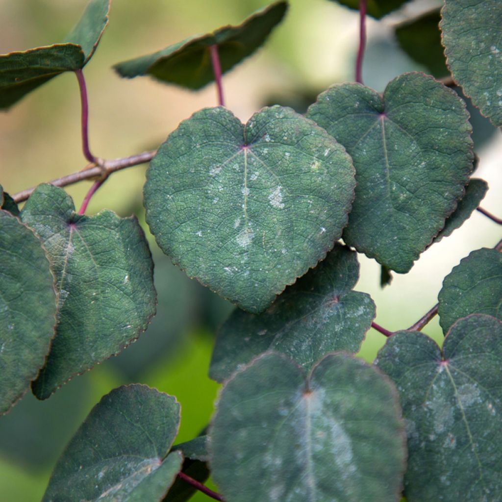 Cercidiphyllum japonicum Rotfuchs - Albero del caramello