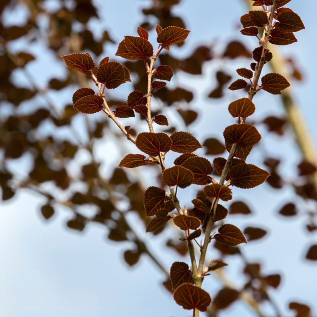 Cercidiphyllum japonicum Rotfuchs - Albero del caramello