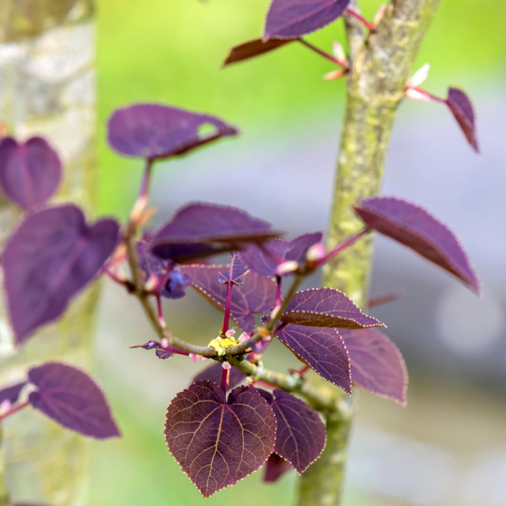 Cercidiphyllum japonicum Rotfuchs - Albero del caramello