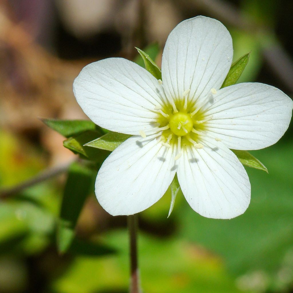 Arenaria montana