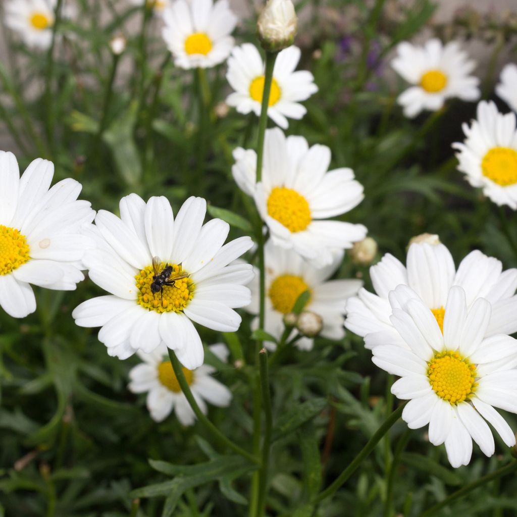 Argyranthemum frutescens Everest White
