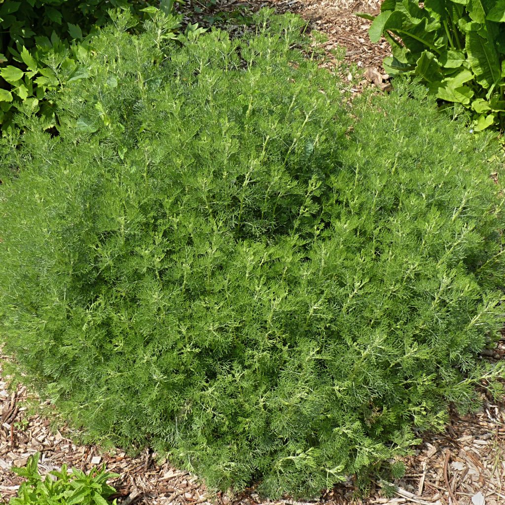 Artemisia abrotanum - Aurone