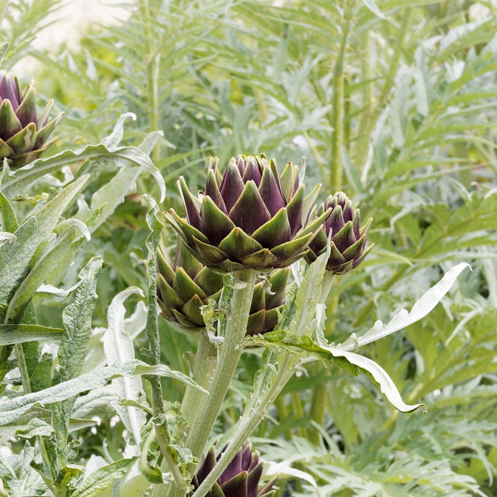Carciofo Verde di Laon (semi)