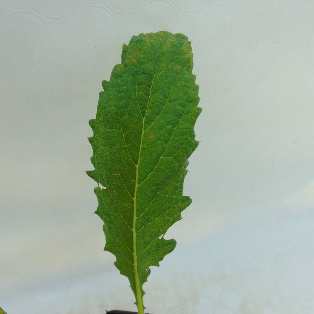 Carciofo Violetto di Provenza (in vasetto)