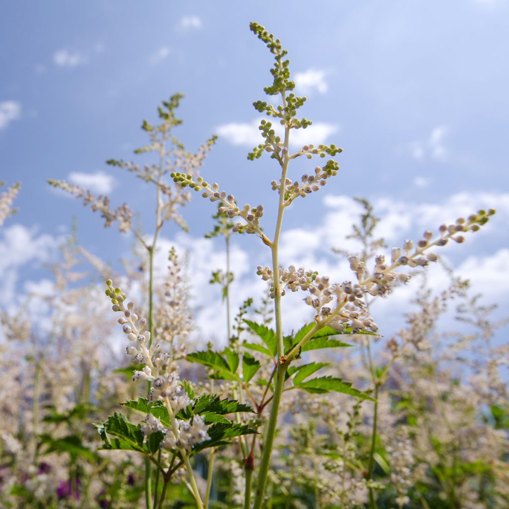 Aruncus Misty Lace - Barba di capra