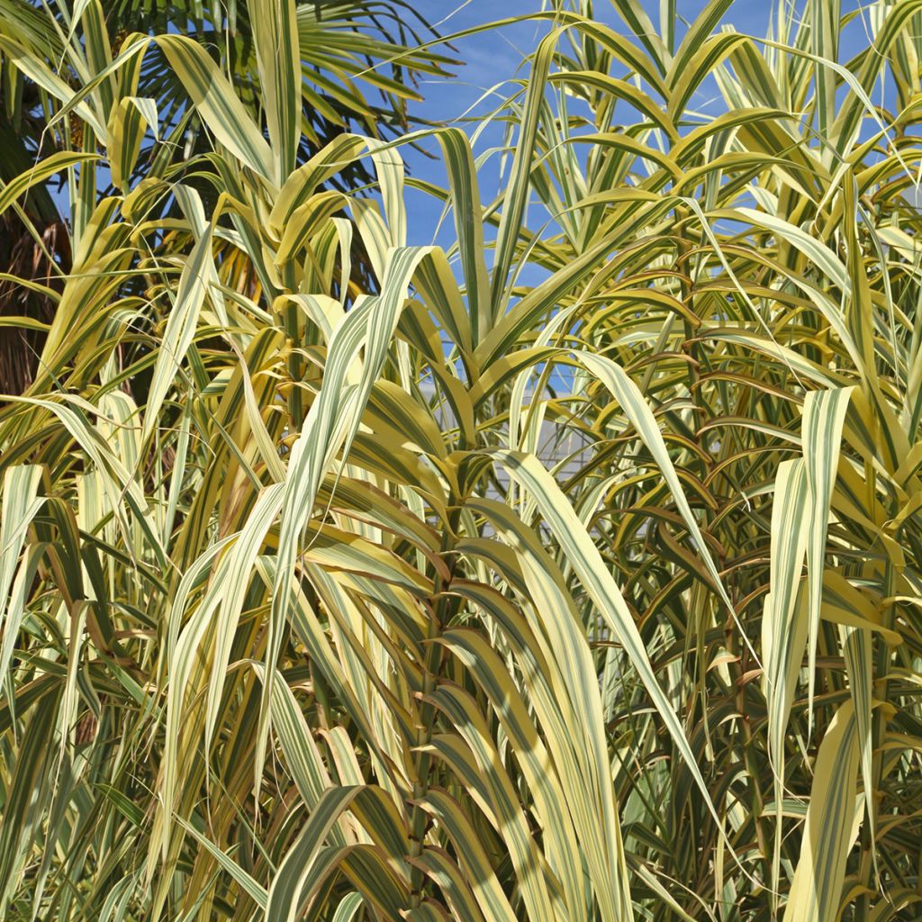 Arundo donax Aureovariegata - Canna comune