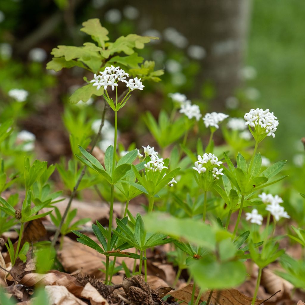 Galium odoratum - Asperula