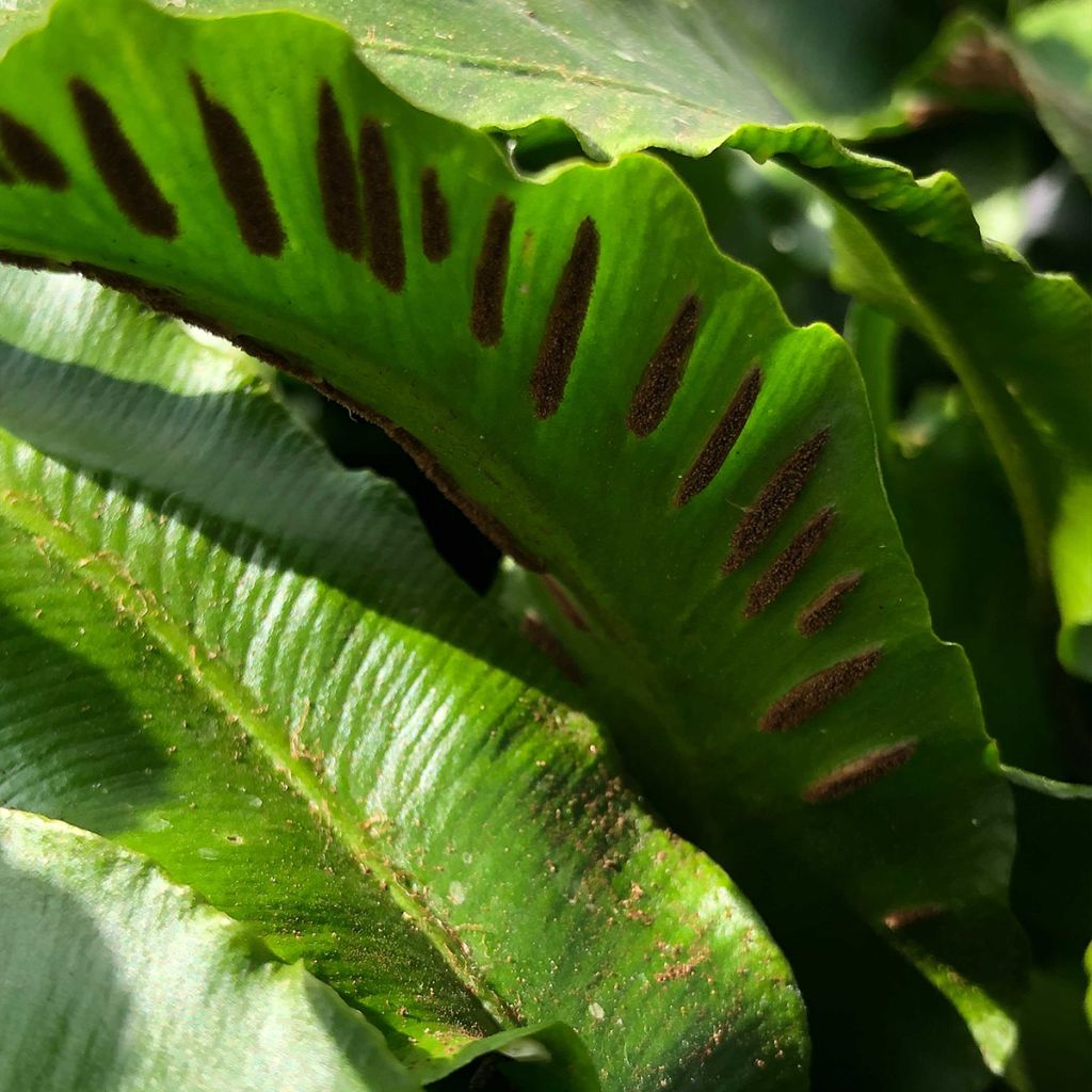 Phyllitis scolopendrium Angustifolia - Asplenio