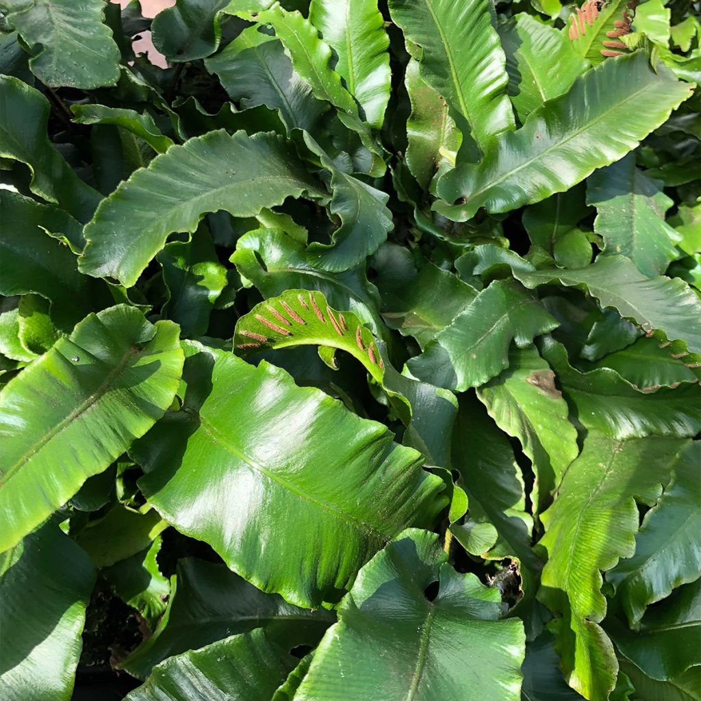 Phyllitis scolopendrium Angustifolia - Asplenio
