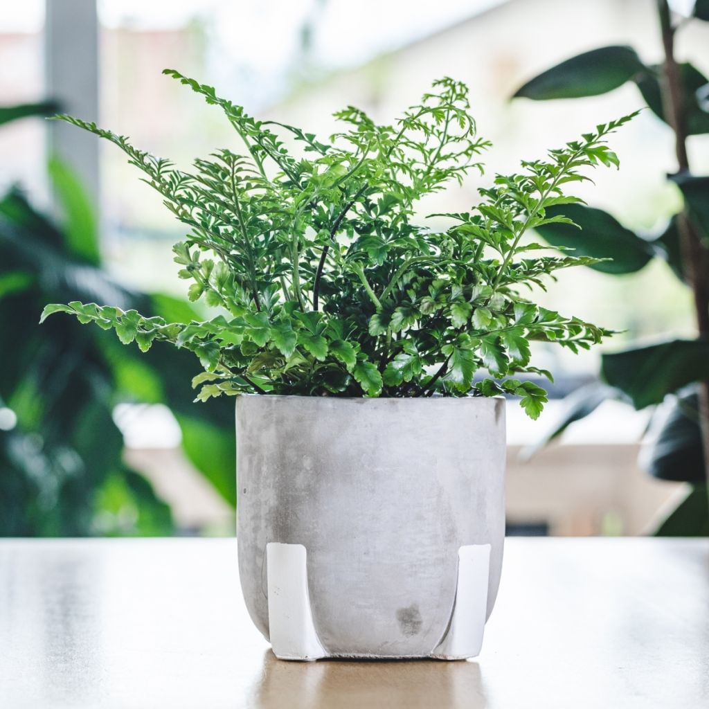 Asplenium Parvati - Felce