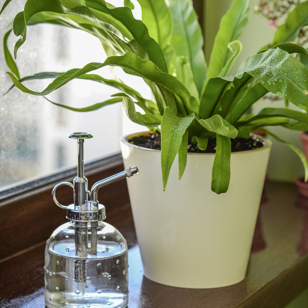 Asplenium nidus - Felce