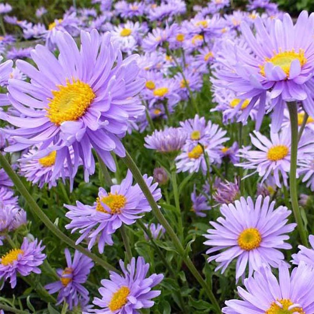 Aster alpinus Goliath - Astro alpino