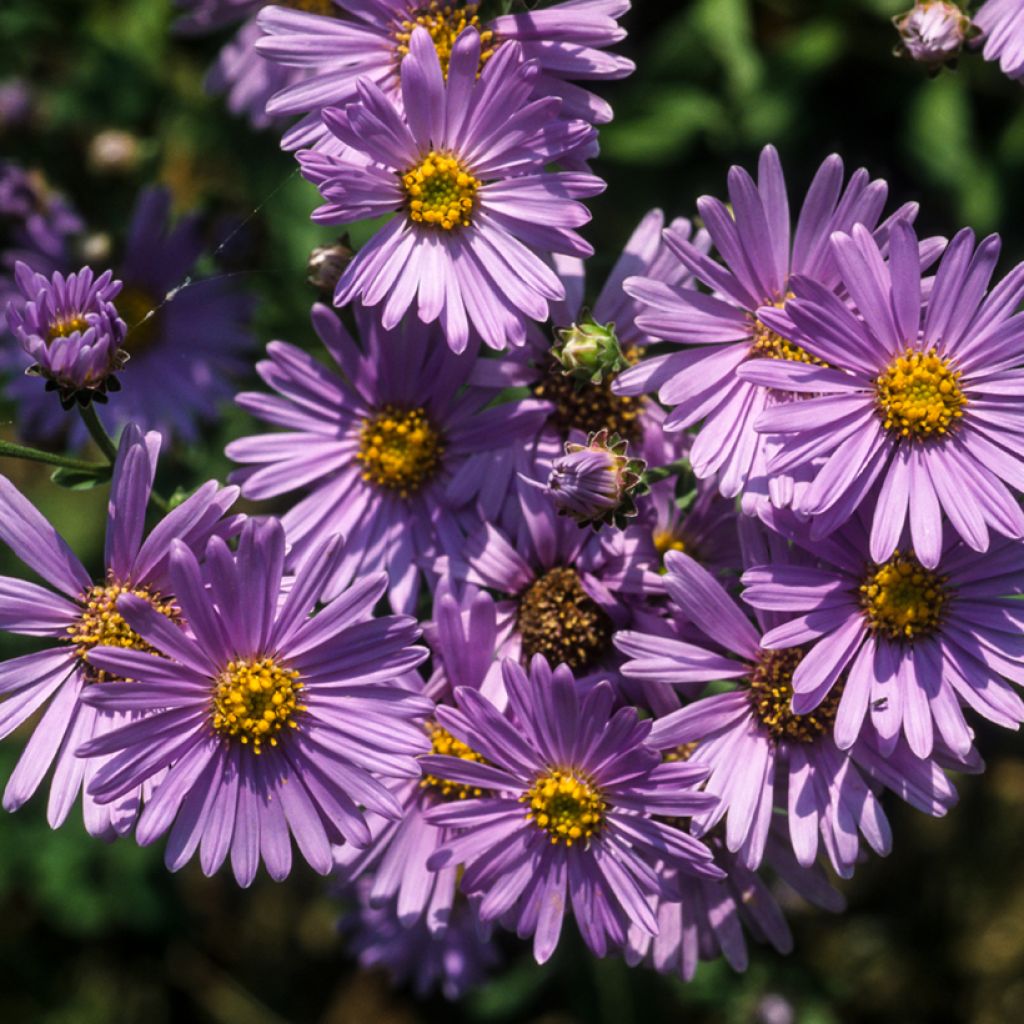 Aster amellus Rudolf Goethe - Astro di Virgilio