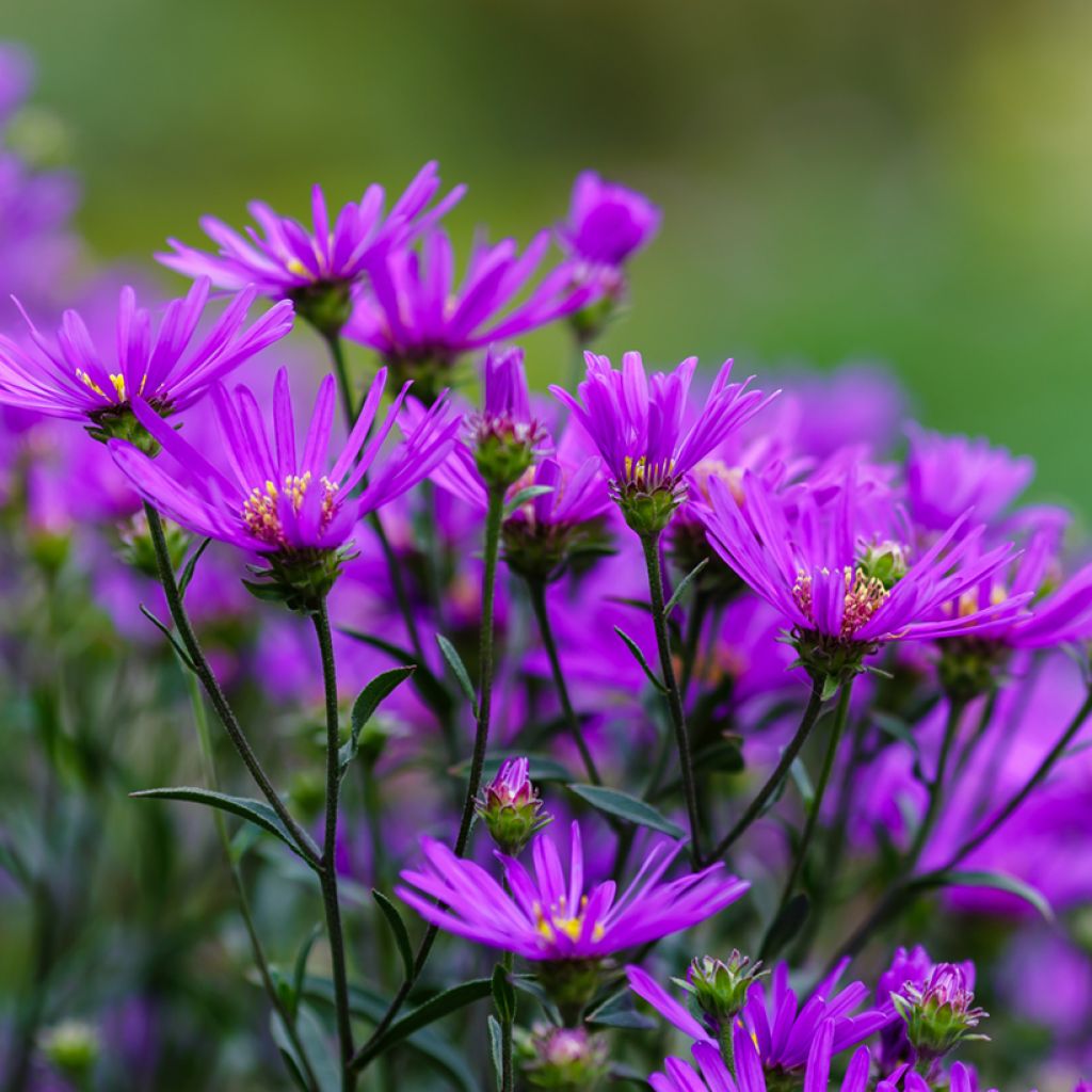 Aster amellus Rudolf Goethe - Astro di Virgilio