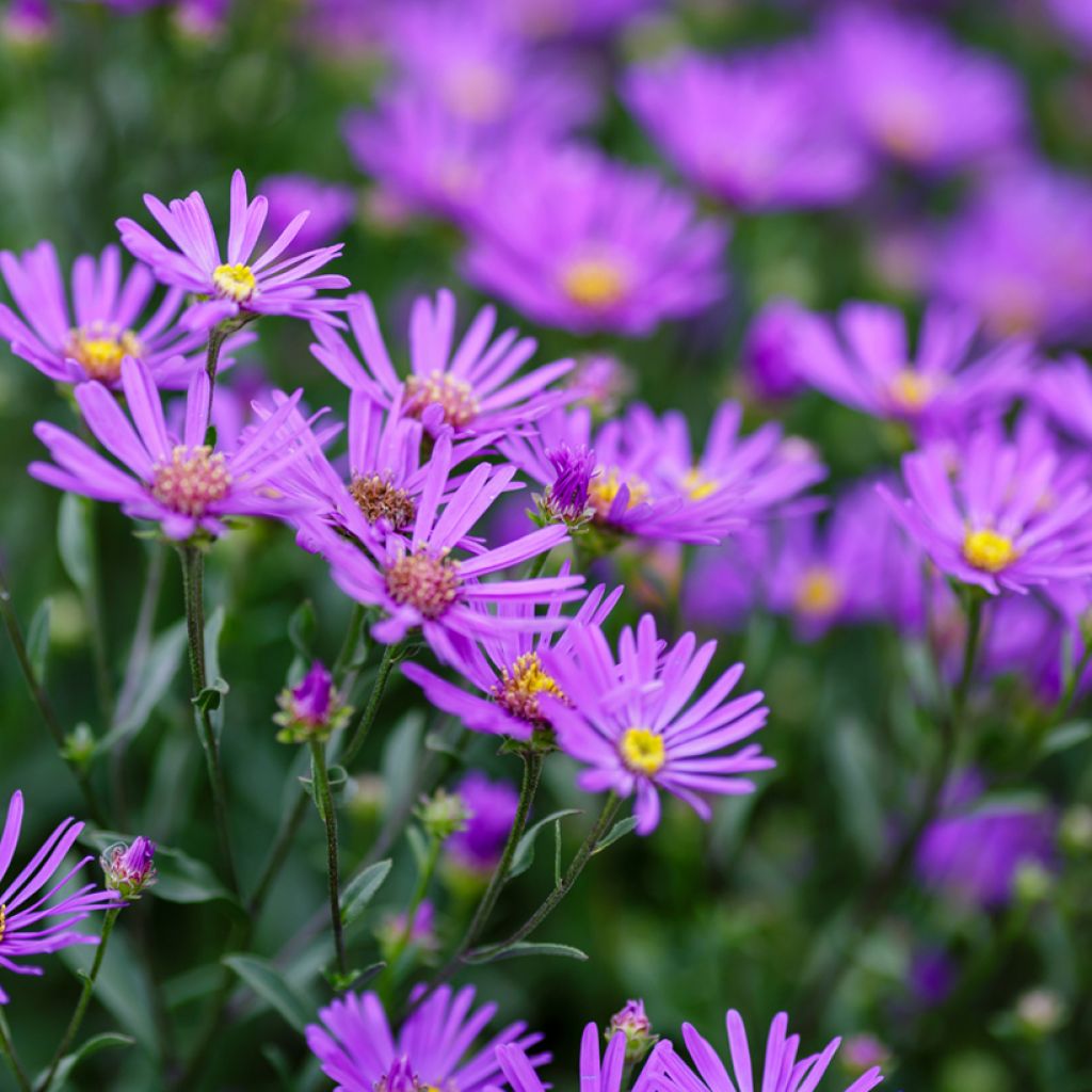 Aster amellus Rudolf Goethe - Astro di Virgilio