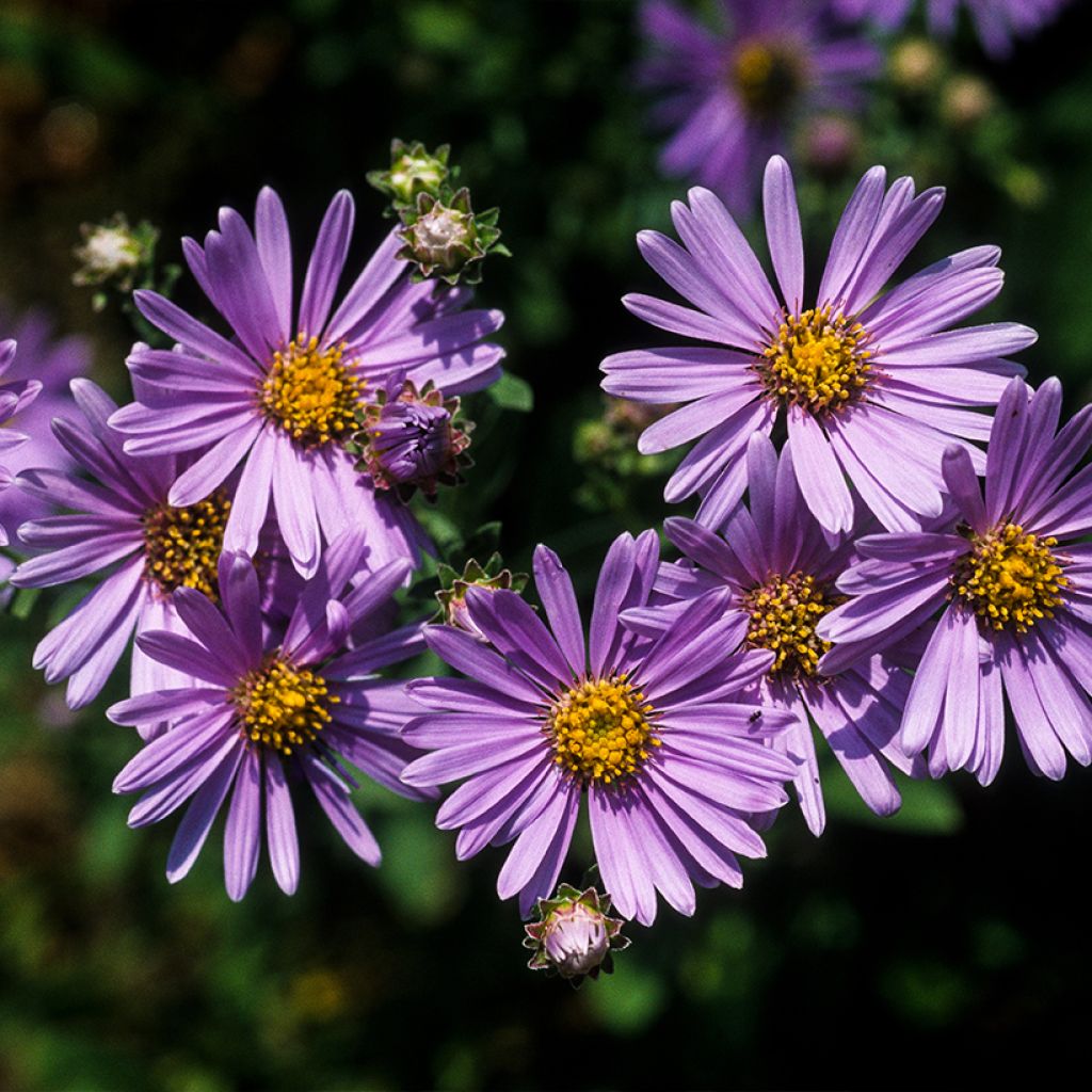 Aster amellus Rudolf Goethe - Astro di Virgilio