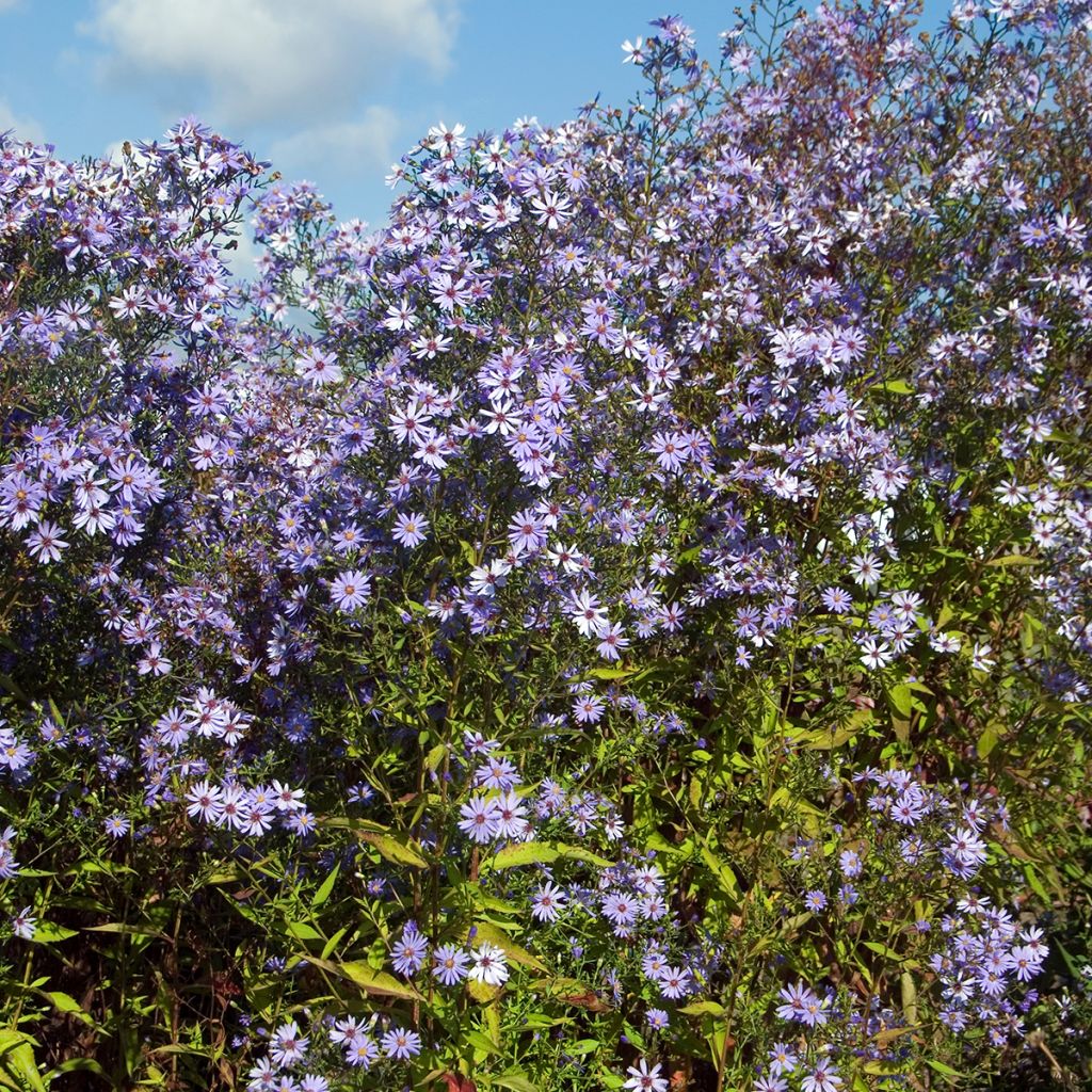 Aster cordifolius Little Carlow