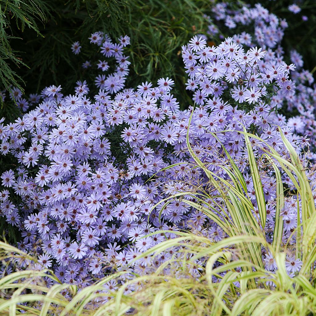 Aster cordifolius Little Carlow